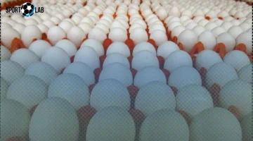 سعر كرتونة البيض في بورصة الدواجن والأسواق الأحد 2-11-2025